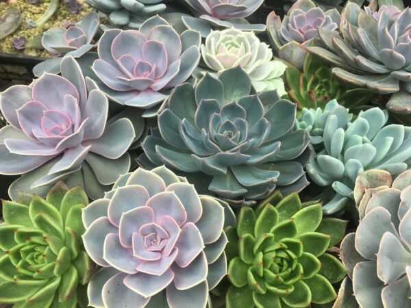Plant, Propagate and Grow Succulents