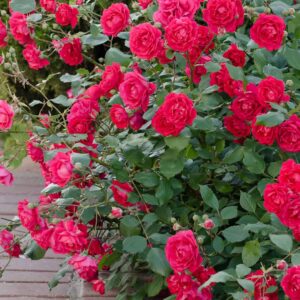 Simple Steps to Grow and Enjoy Roses