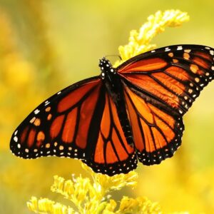Intro to Monarchs