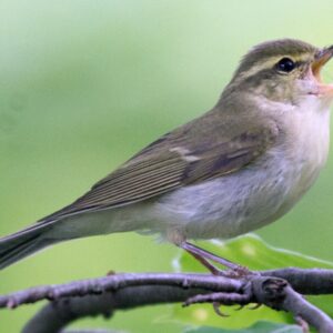 Warblers and Other Spring Migrants