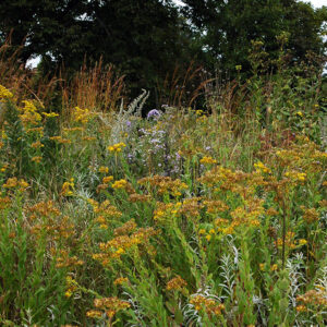 Fall Seed Collection