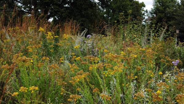 Fall Seed Collection