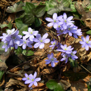 NATIVE SPRING EPHEMERALS