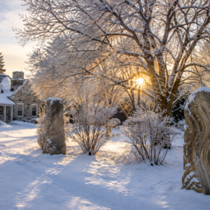 Winter Solstice Forest Bathing