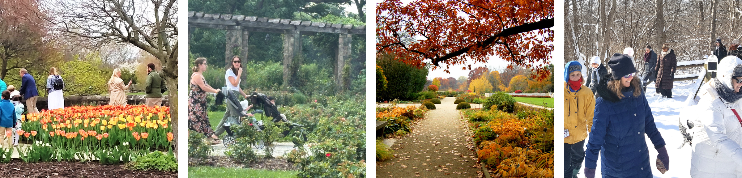 Boerner Botanical Gardens through the four seasons — spring tulip beds in bloom, the summer rose garden beneath the stone pergola, an autumn path lined with golden foliage, and a snowy winter walk through the woods.